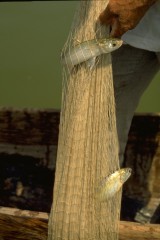 Pesca con atarraya 1994