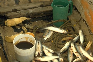Pesca con atarraya 1994
