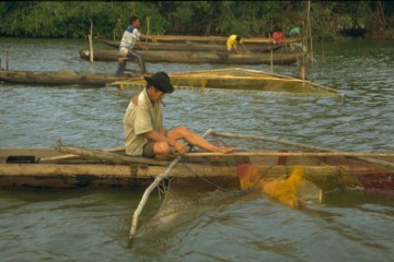 Pesca de camerón 1994