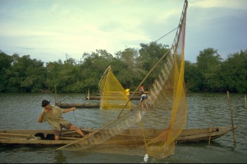 Pesca de camerón 1994
