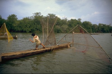 Pesca de camerón 1994