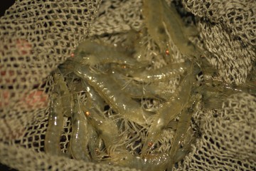 Pesca de camerón 1994