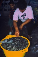 Preparación del camerón 1994