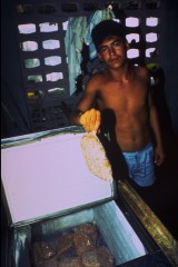 Venta del camerón 1994