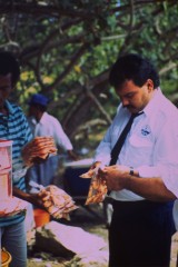 Venta del camerón 1994