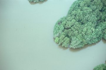 Co055_29
