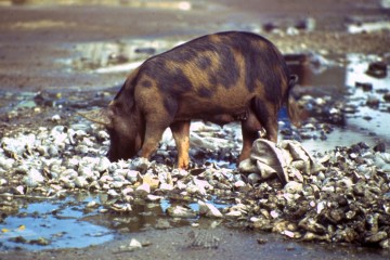 Cerdo y basura