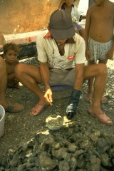 Pesca de concha 1994