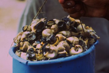 Pesca de concha 1994