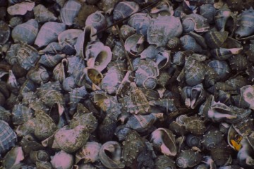 Pesca de concha 1994