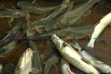Pesca con red de línea 1994