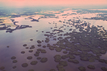 Manglar 1994