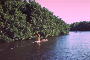 Manglar 1994