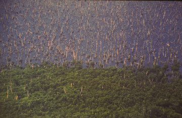 Manglar 1994