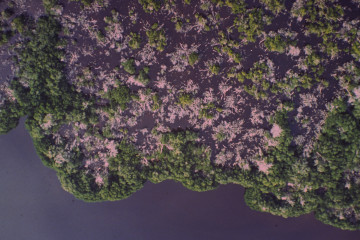 Manglar 1994