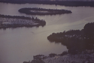 Manglar 1994