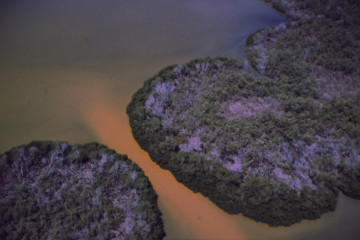 Manglar 1994