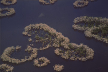 Manglar 1994