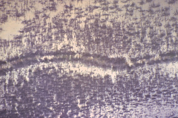 Manglar 1994