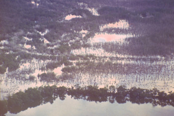 Manglar 1994
