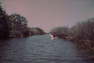 Manglar 1994