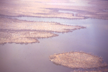 Manglar 1994