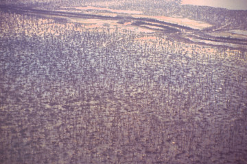 Manglar 1994