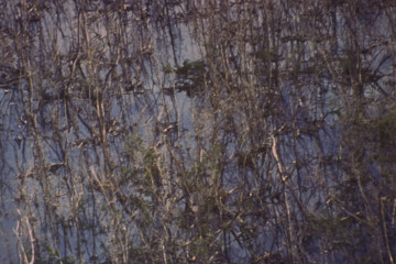 Manglar 1994