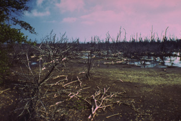 Manglar 1994