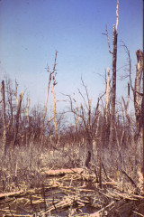 Manglar 1994