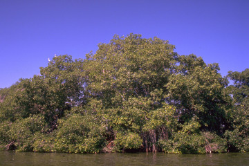 Manglar 1994