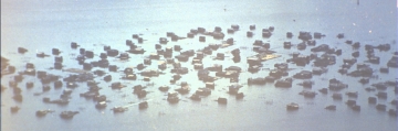 1994-07_CD0832-003b