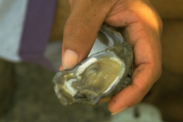 Pesca de ostra 1994