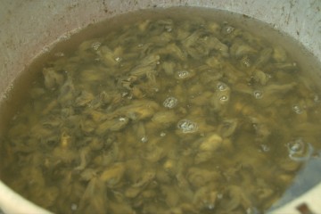 Pesca de ostra 1994