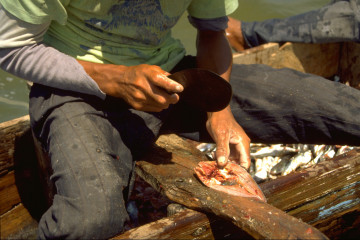 Preparación del pescado 1994