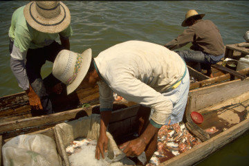 Preparación del pescado 1994