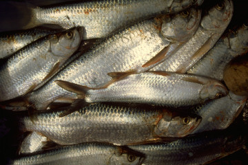 Preparación del pescado 1994