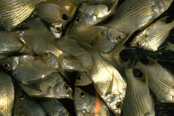 Preparación del pescado 1994