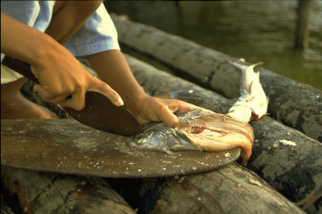Preparación del pescado 1994