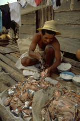 Preparación del pescado 1994