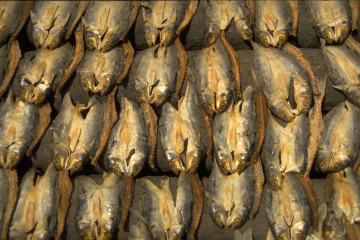 Preparación del pescado 1994