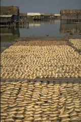 Preparación del pescado 1994