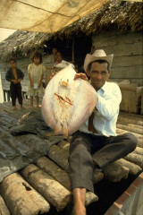 Preparación del pescado 1994