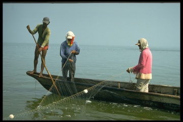 Pesca con red de cerco 1994