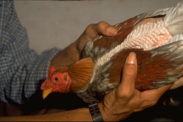 Tiempo libre 1994, peleo de gallos