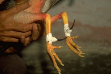 Tiempo libre 1994, peleo de gallos
