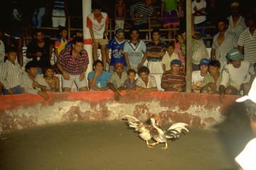 Tiempo libre 1994, peleo de gallos