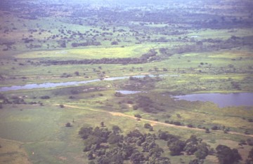 Zona palma africana