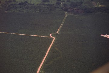 Zona palma africana
