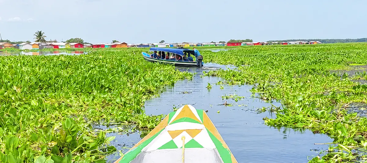 Vegetación flotante y ruta de navegación junto a Nueva Venecia